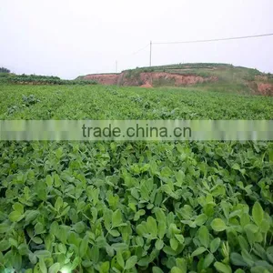 Competitive Price Of White/Red/Pink/Black Peanut Seed For Sale/Planting thumbnail-5