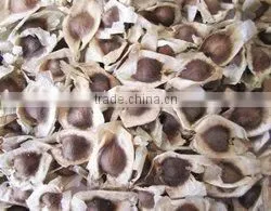 Moringa Seeds With Wings thumbnail-1
