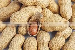 Raw Peanuts in Shell thumbnail-1