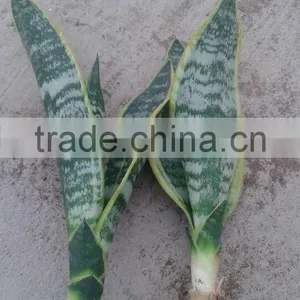 H25-35cm Indoor Plants Sansevieria Trifasciata Laurentii Bonsai thumbnail-2