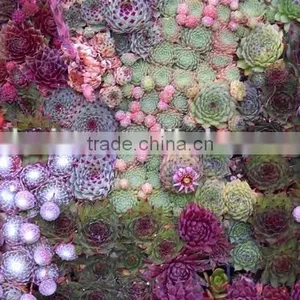 Fake Green Plant Wall Manufacture Decoration Indoor Fake Flower Plant Wall thumbnail-1