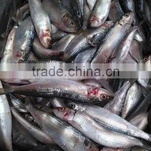 New Frozen Sardine in Fish 6-8 8-10 Pcs /kg thumbnail-2