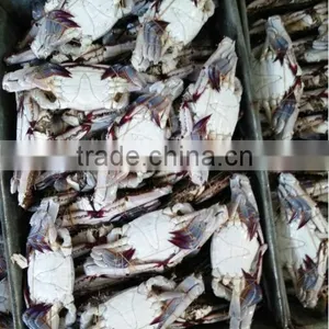 New Wholesale Seafood King Crab thumbnail-1