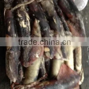 Frozen Shrimp Importers Giant Squid thumbnail-1