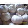 Pure White Garlic / Normal White Garlic / Fresh Garlic thumbnail-2