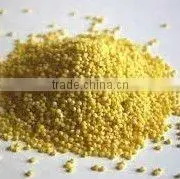 Yellow Millet thumbnail-1