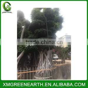 Ficus Microcarpa Big Bonsai 4.5m (8) thumbnail-1