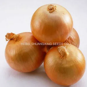 Spanish Sweet Onion Hybrid Onion Seeds for Long-day Area thumbnail-1