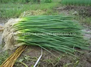 Hot Sell Hybrid Vegetable for Resistance Scallion Seeds Green Chinese Onion Chinese Shallot Seeds thumbnail-1