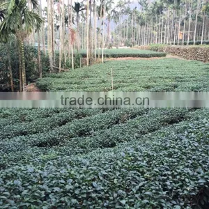 Oupusen 150 g Ah Li Shan Taiwan Organic Oolong Tea thumbnail-3