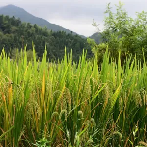China Rice Enterprises Grain Rice Soya Food thumbnail-5