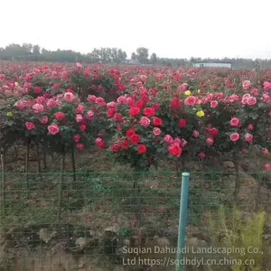 the Price of 5 - Centimeter Chinese Rose Flowers From Henan is Cheap. we Guarantee Survival and Free Shipping. thumbnail-3