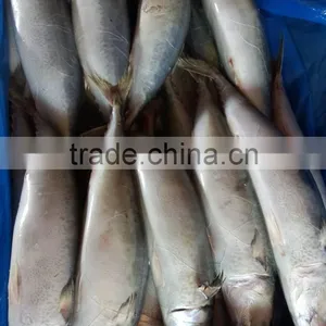 Canned Mackerel Fish thumbnail-1