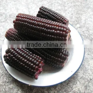 Steamed/Blanched IQF Frozen Waxy Purple Corn Purple Color thumbnail-3