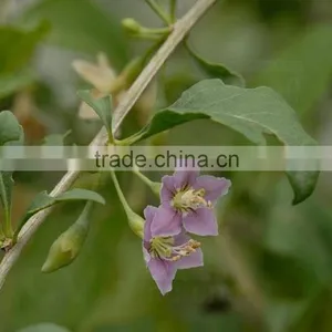 DRIED WOLFBERRY thumbnail-2