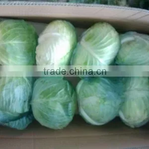 Fresh Cabbage International Market Price thumbnail-2