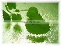 Organic Certified Peppermint Oil ( Ex Mentha Arvensis ) thumbnail-1