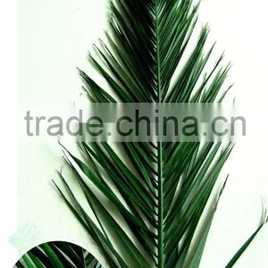 Fan Preserved Palm Leaf thumbnail-1