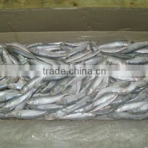 Frozen Sardine Whole Round thumbnail-3