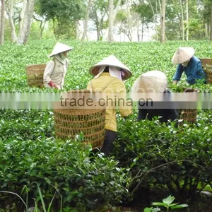 Genuine Vietnam Green Tea thumbnail-4