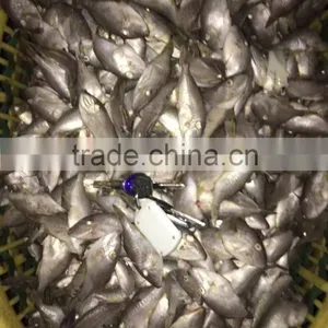 Fresh Leather Jacket 45-50pcs/kg thumbnail-3
