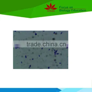 Individual Microbiology Microscope Prepared Slides thumbnail-3