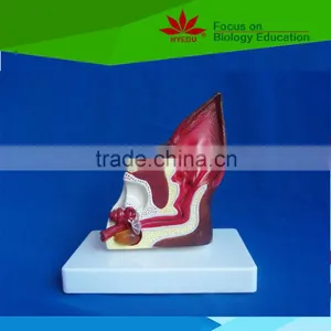 Hot Sale School Use Dog Ear Anatomy Model for Vet thumbnail-2