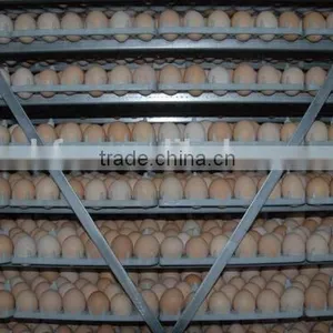 Automatic Egg Hatcher Incubator thumbnail-5