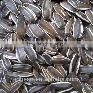 The Lowest Price Of Sunflower Seeds 5009 With High Quality thumbnail-6