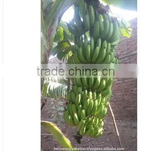 Fresh Green Bananas for Sale thumbnail-2