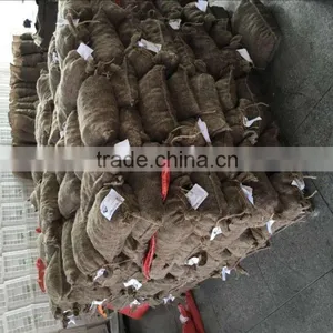 Fresh Chestnut China Origin 40-60pcs thumbnail-4