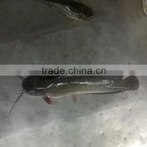 Fresh Catfish Price Whole Sale From China thumbnail-1