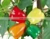 Colour Bell Pepper thumbnail-1