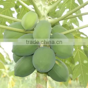 Papaya Tree Seedling thumbnail-1