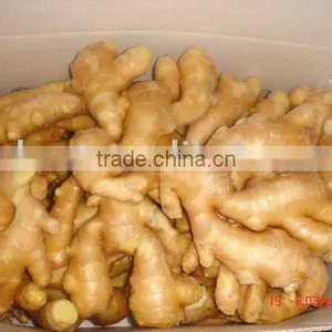 Fresh Mature Ginger thumbnail-1