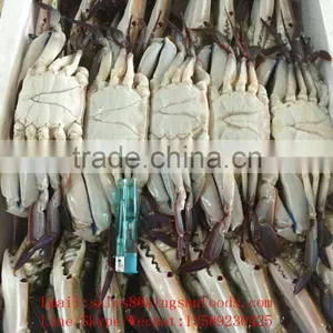 Wholesale Frozen Blue Swimming Crab for Hot Sale thumbnail-1