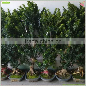 Ficus Microcarpa Bonsai Trees Shaped Bonsai Ficus thumbnail-1