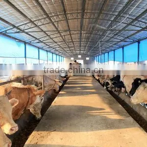 Low Cost Steel Structure Cattle /cow House thumbnail-1