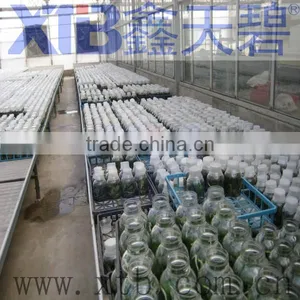 Glass Greenhouse With Heating System thumbnail-1
