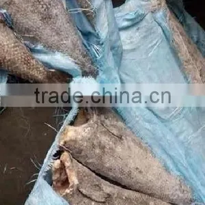 Oil Fish Whole Round Fish thumbnail-1