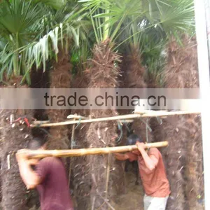 Trachycarpus Fortunei Windmill Palms thumbnail-1