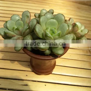 Amethorum Cluster thumbnail-1