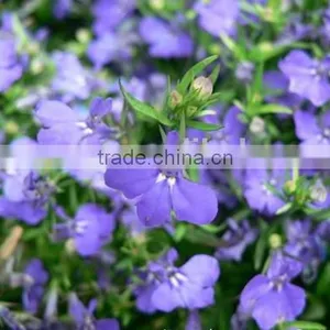 Sessile Lobelia, Lobelia, Flower Seeds , Herb Seed,vegetalbe Seed,fruit Seed,grass Seed thumbnail-5