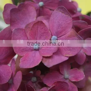 Fresh Hot Sale European Style Flower Hydrangea thumbnail-4