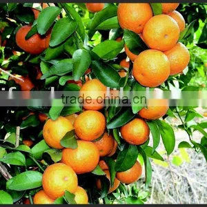 Fresh Mandarin/Citrus/sugar Orange thumbnail-1