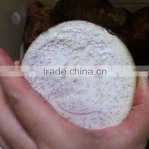 Fresh Chinese Taro for Sale thumbnail-4