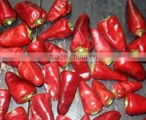 Bullet Chilli thumbnail-1