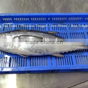 Frozen Fresh Longtail Tuna Fish Whole Round thumbnail-1