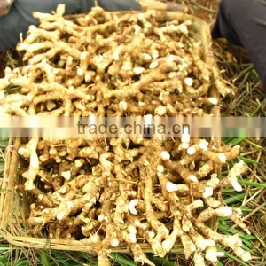 Chinese New Crop Natural 100% Pure Big Size Red Galangal Roots thumbnail-5