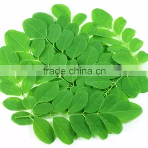 High Quality Moringa Dried Leaves Moringa Oleifera Leaf Powder thumbnail-2